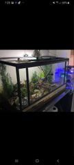 Terrarium