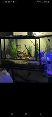 Terrarium-thumb-2