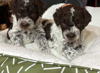 Lagotto Romagnolo (λαγκοτο)