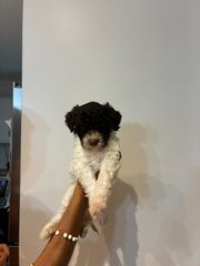 Lagotto Romagnolo (λαγκοτο)