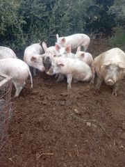 Γουρουνάκια