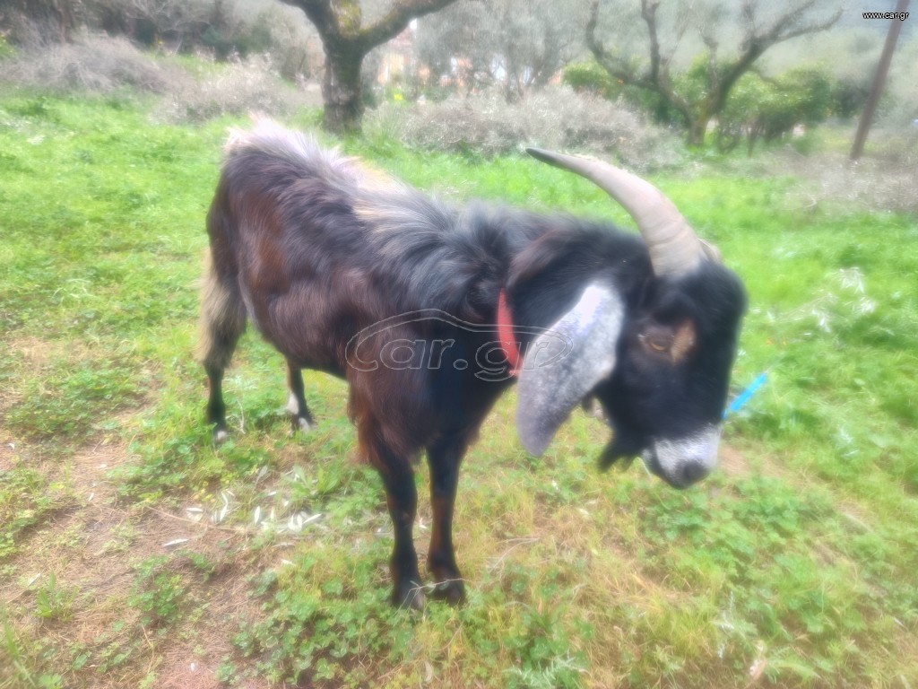 τράγος