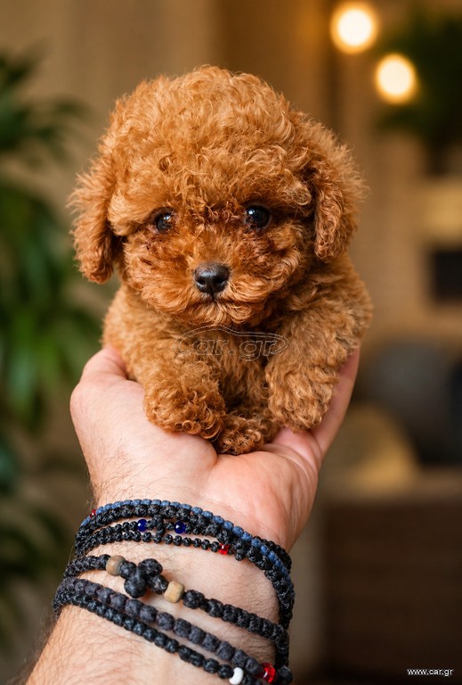 Poodle tea cup