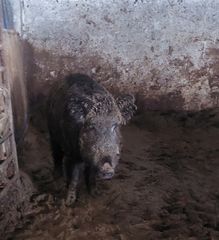 Πωλείται αγριογουρουνο