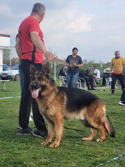 Γερμανικά ποιμενικα pedigree-thumb-2