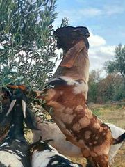 Πωλούνται κατσίκες Αγγλονουμπια