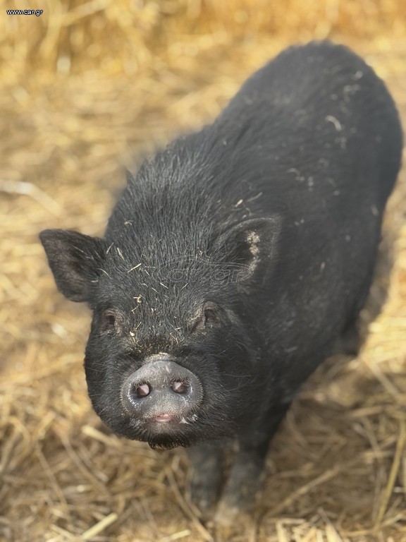 Vietnamese mini pigs