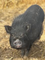 Vietnamese mini pigs