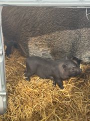Vietnamese mini pigs-thumb-2