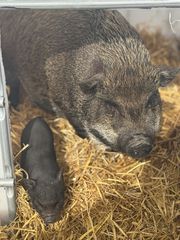 Vietnamese mini pigs-thumb-3