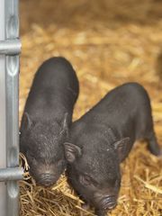 Vietnamese mini pigs-thumb-4