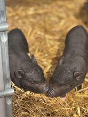Vietnamese mini pigs-thumb-5
