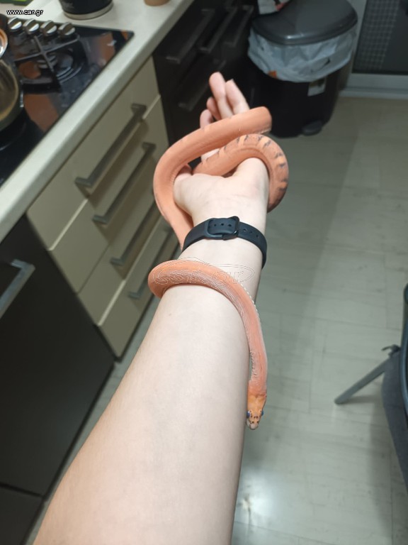 Cornsnake scaleless και terrarium