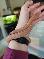 Cornsnake scaleless και terrarium-thumb-2
