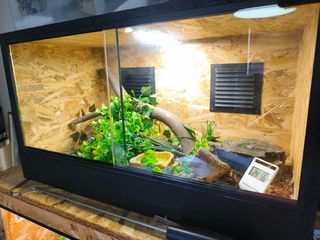 Cornsnake scaleless και terrarium-thumb-3