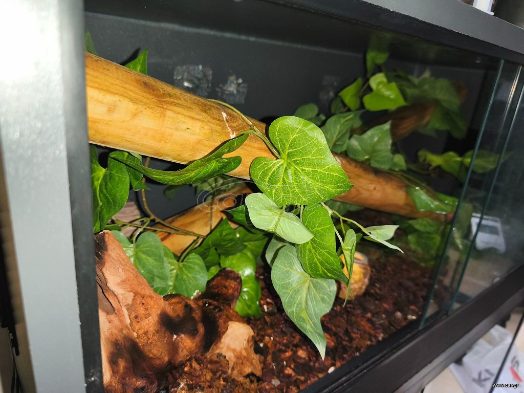 Terrarium