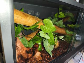 Terrarium