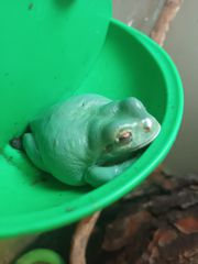 Australian white tree frog και terrarium Resun