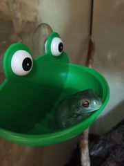 Australian white tree frog και terrarium Resun-thumb-1