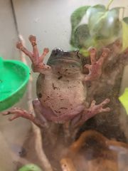 Australian white tree frog και terrarium Resun-thumb-2