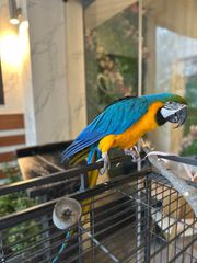 Παπαγάλος Macaw Blue & Gold