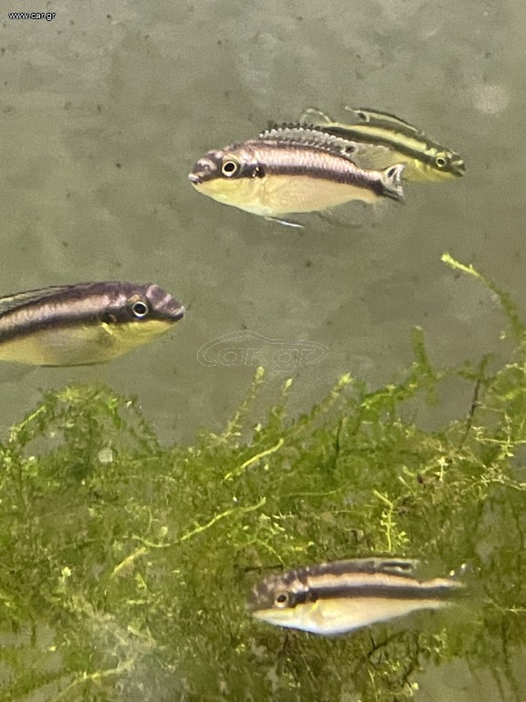 Kribensis