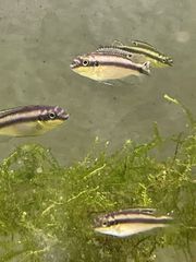 Kribensis