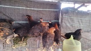 ΠΟΥΛΑΔΑΚΙΑ ΝΤΟΠΙΑ ΑΠΟ ΚΛΩΣΣΕΣ-thumb-3