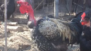 ΠΟΥΛΑΔΑΚΙΑ ΝΤΟΠΙΑ ΑΠΟ ΚΛΩΣΣΕΣ-thumb-10