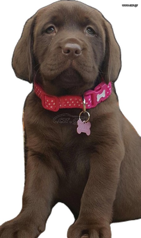 Labrador
