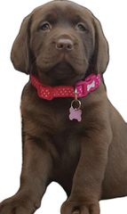 Labrador