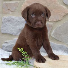 Labrador-thumb-1