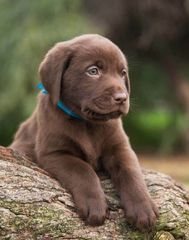 Labrador-thumb-2