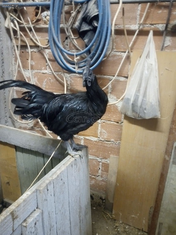 Cemani κοκόρια
