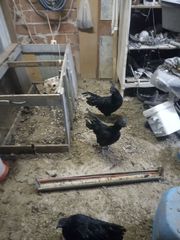 Cemani κοκόρια-thumb-1