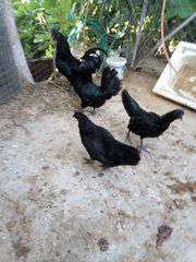 Cemani κοκόρια-thumb-2