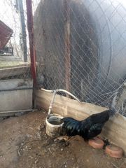 Cemani κοκόρια-thumb-3