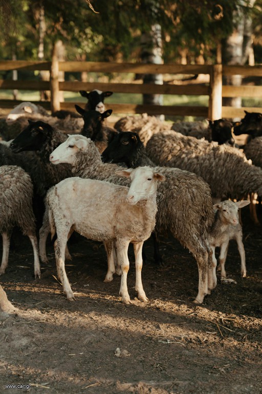 sheep