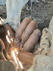 Γουρουνάκια 2 μηνών