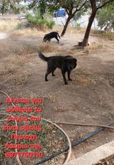 Ιμιεμο τσου τσου