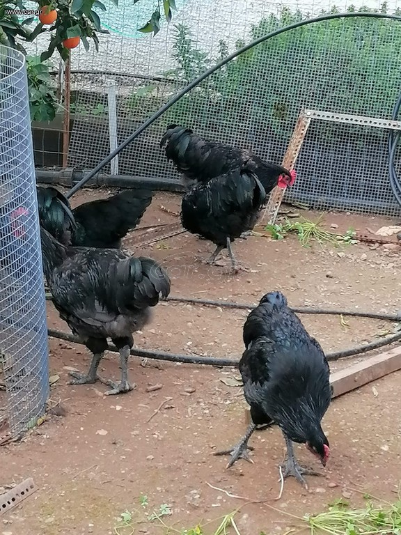 ΚΟΚΟΡΙΑ