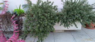 Γλάστρες και Ζαρντινιέρες Τσιμεντένιες Βαρέως τύπου