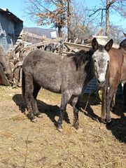 Μουλάρια Άλογα