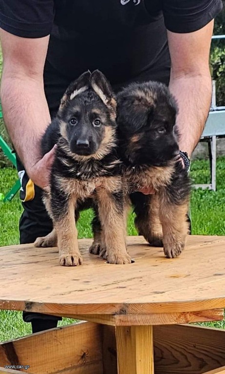 German shepherd γερμανικός ποιμενικός