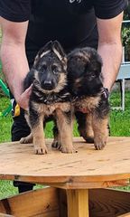 German shepherd γερμανικός ποιμενικός