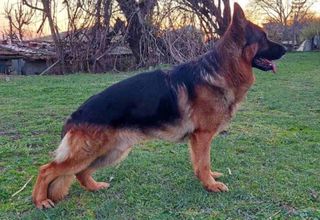 German shepherd γερμανικός ποιμενικός-thumb-1