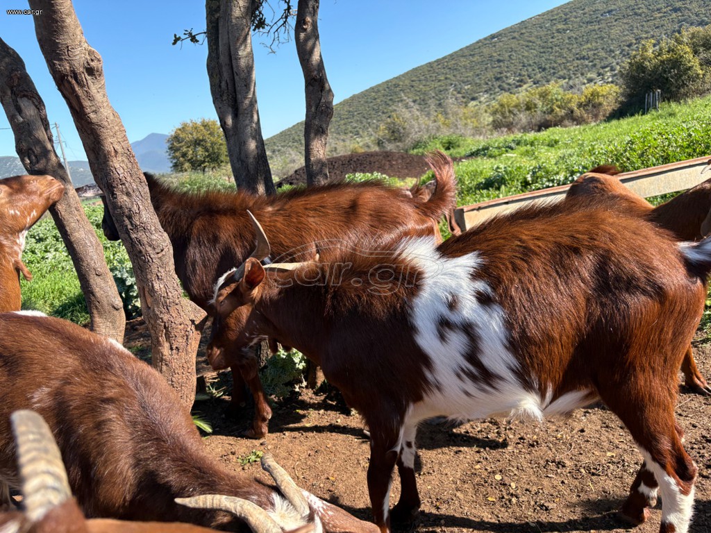 Πωλειται