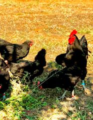 AUSTRALORP-thumb-4