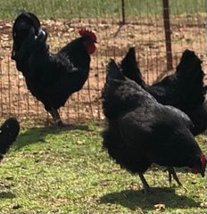 AUSTRALORP-thumb-5