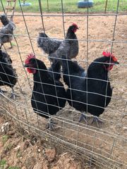AUSTRALORP